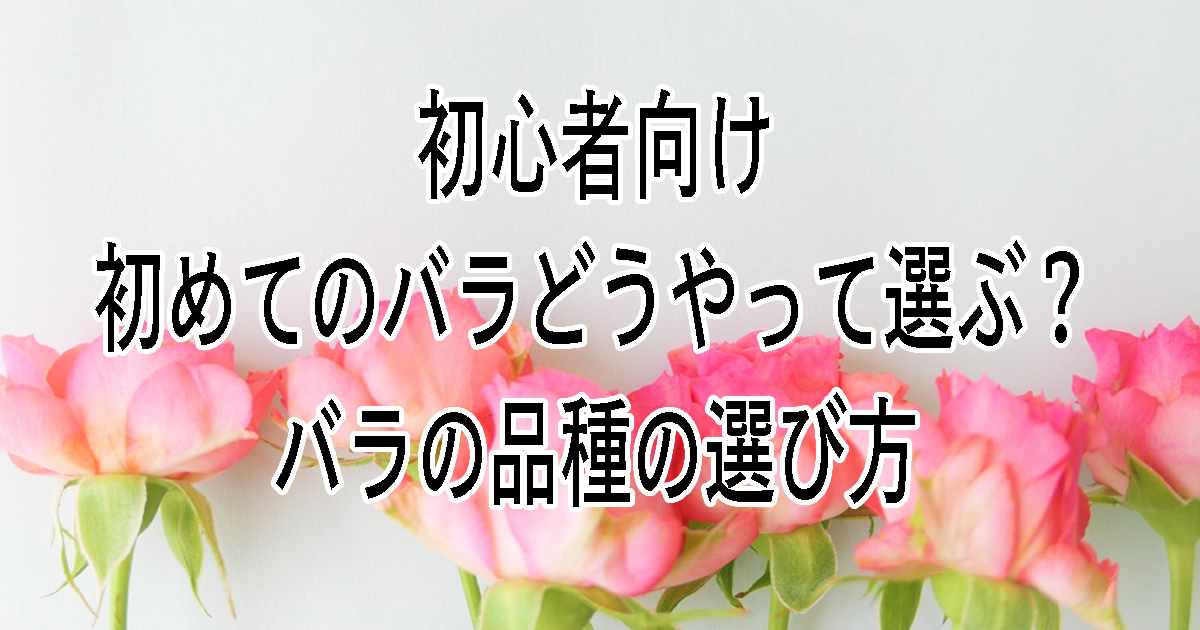 初心者向けバラの選び方